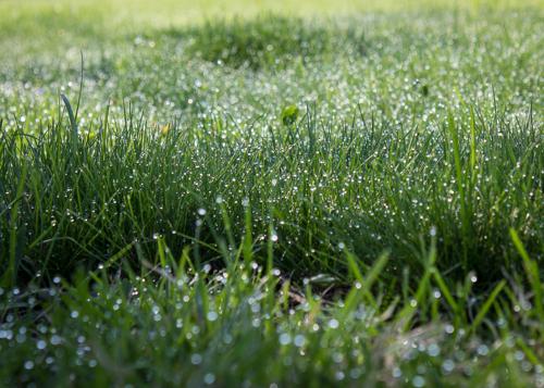 grass rainforest